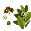 allspice