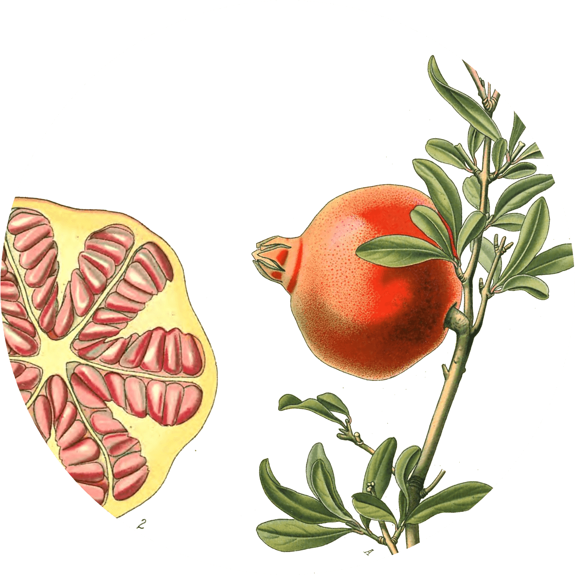 Image for anardana-powder