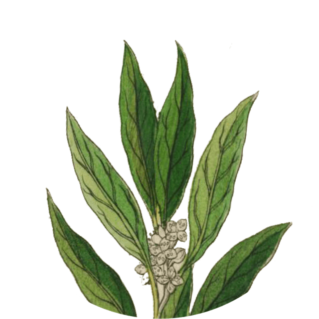 Image for bay-leaf