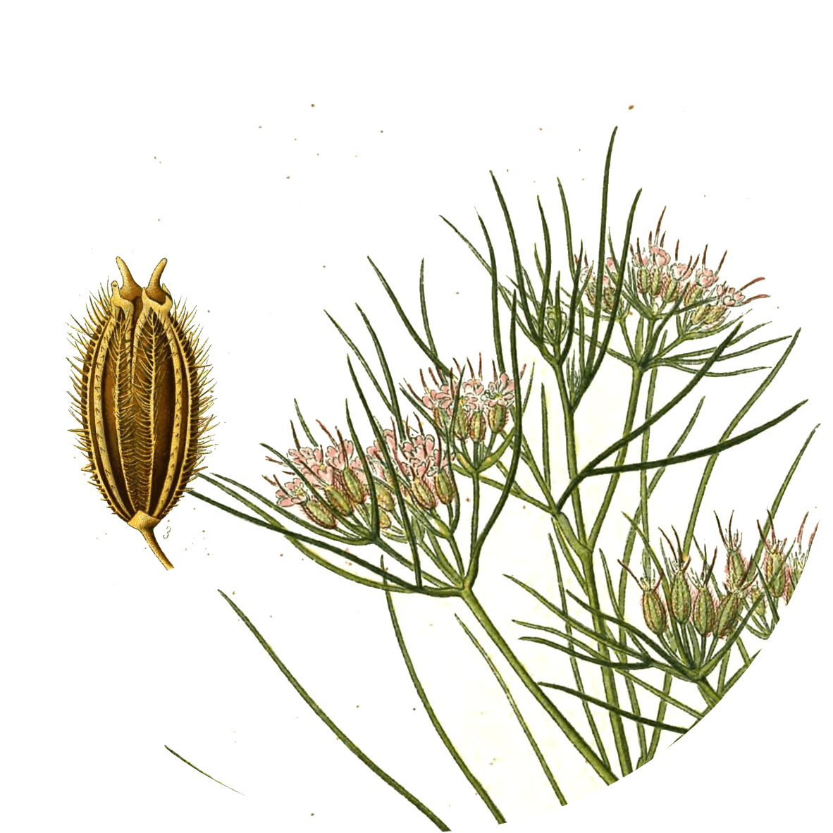 Image for cumin-seeds