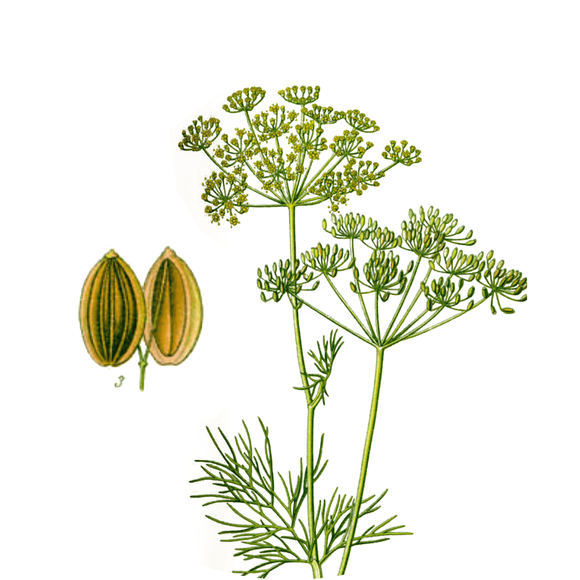Image for dill-seeds