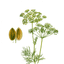 dill-seeds