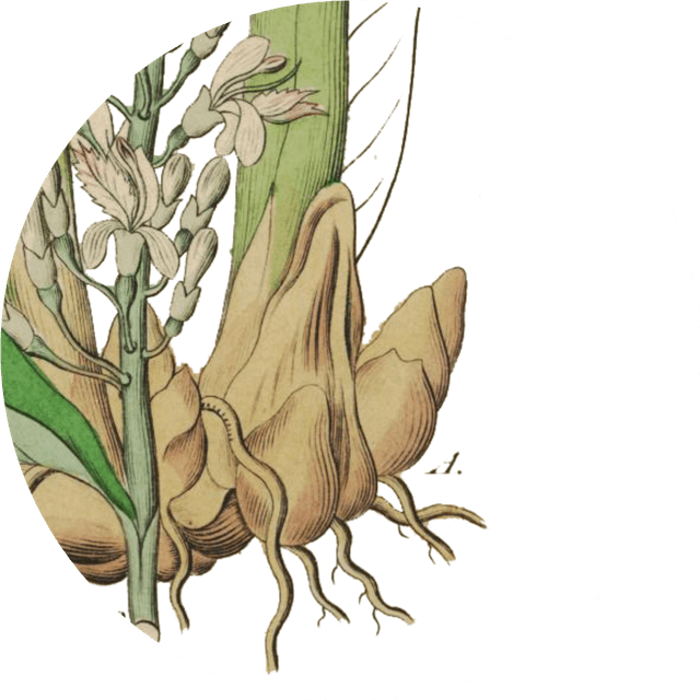 Image for galangal-powder