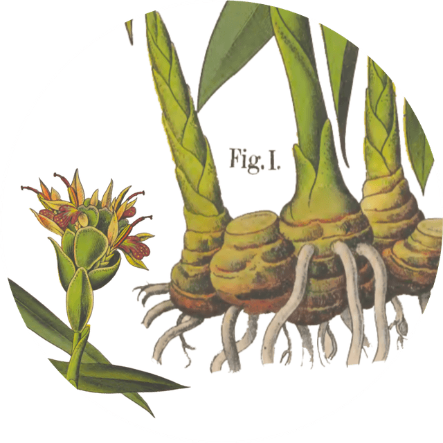 Image for ginger-powder