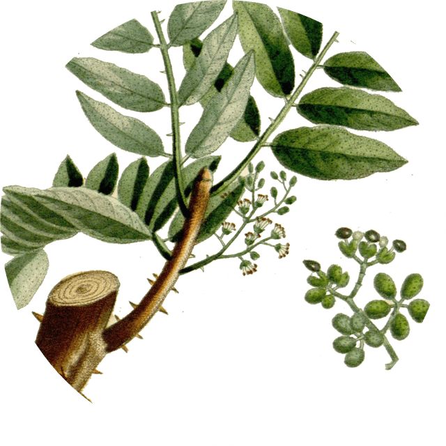 Image for green-sichuan-pepper