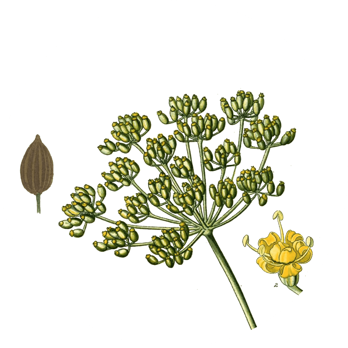 Image for ground-fennel-seeds