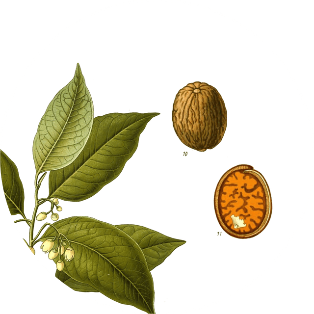 Image for ground-nutmeg