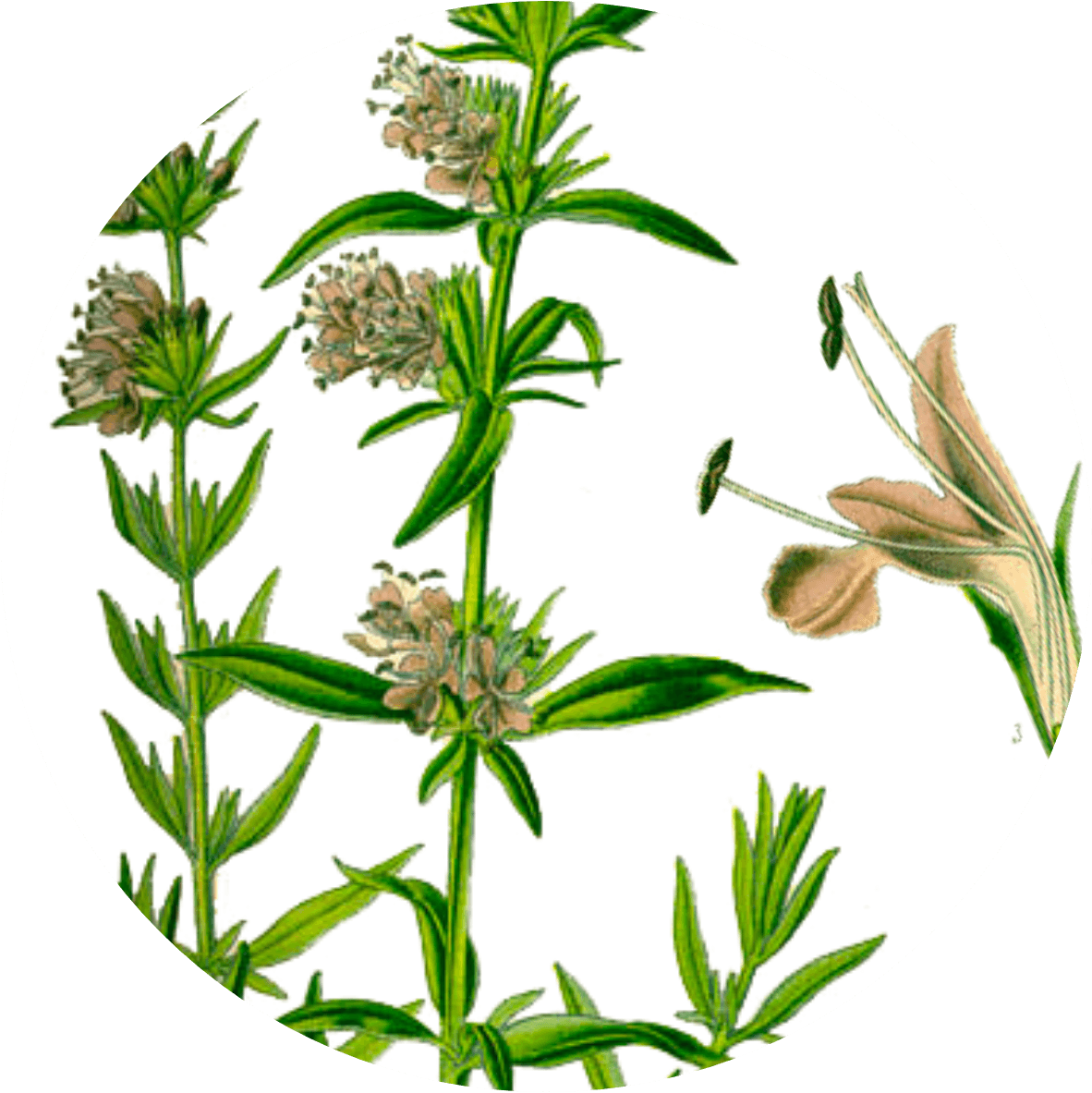 Image for hyssop