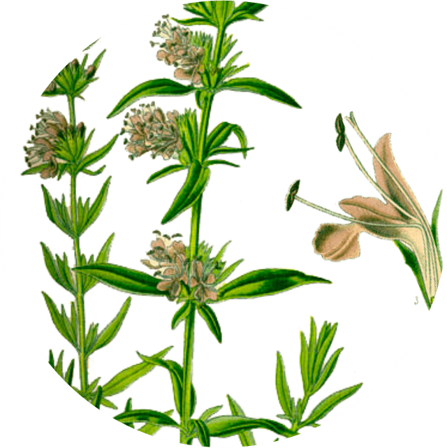 Image for hyssop