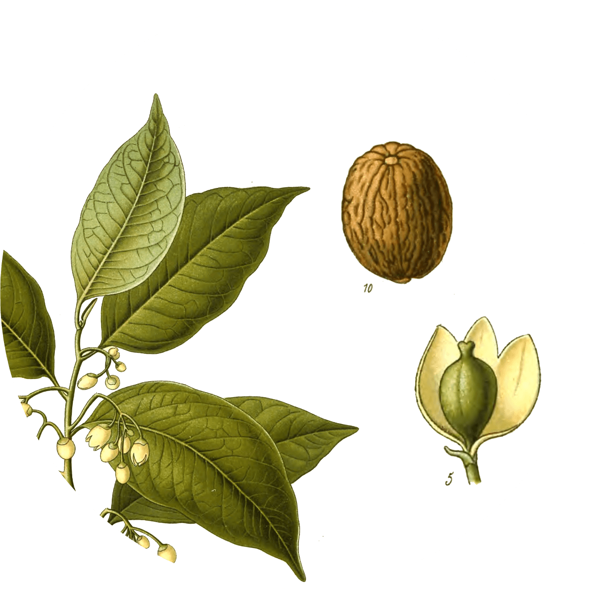 Image for nutmeg