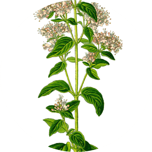 Image for oregano