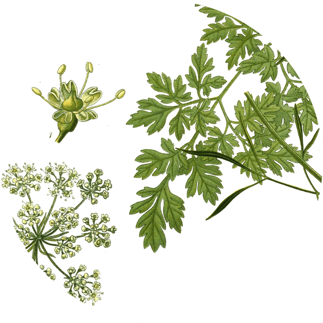 Image for parsley