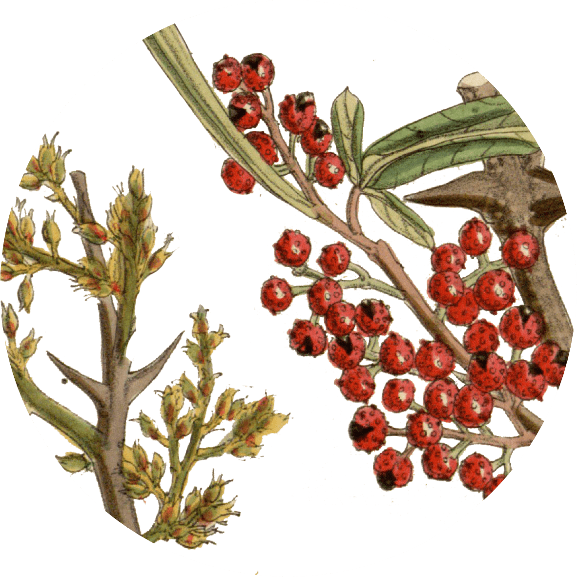 Image for red-sichuan-pepper