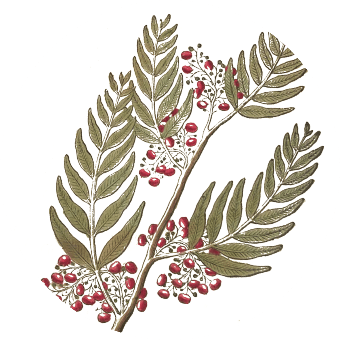 Image for rose-pepper