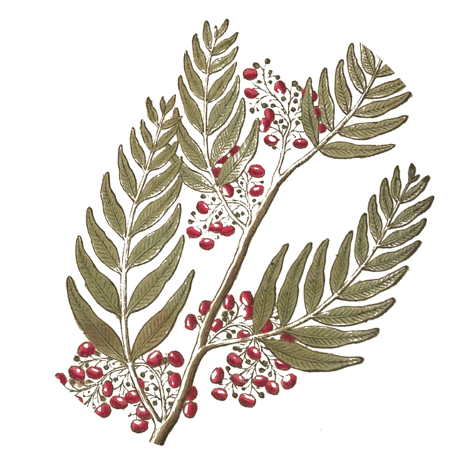 Image for rose-pepper