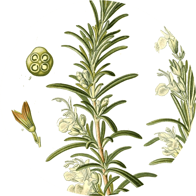Image for rosemary