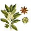 star-anise