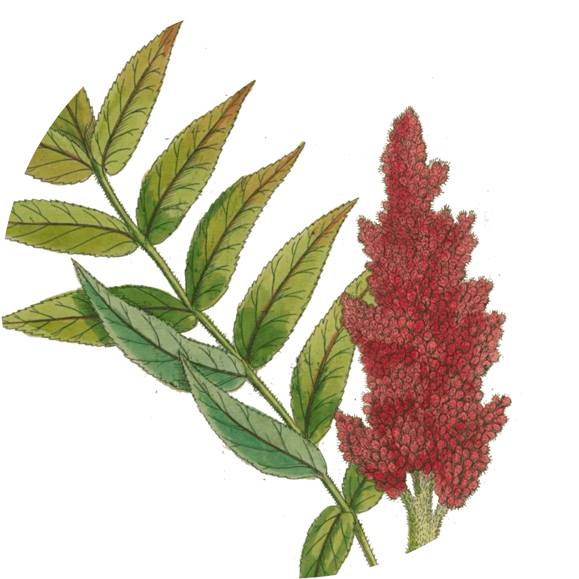 Image for sumac