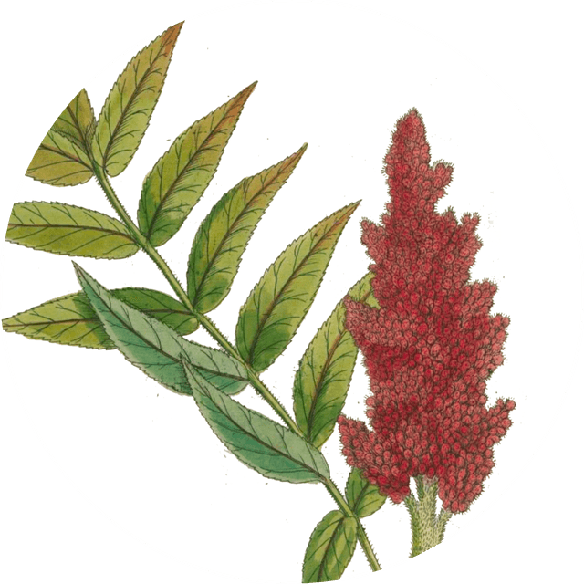 Image for sumac