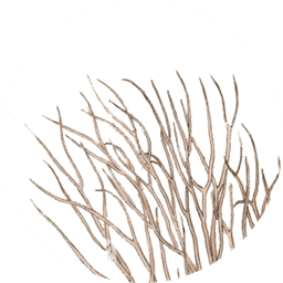 Agar-agar
