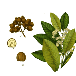 Allspice