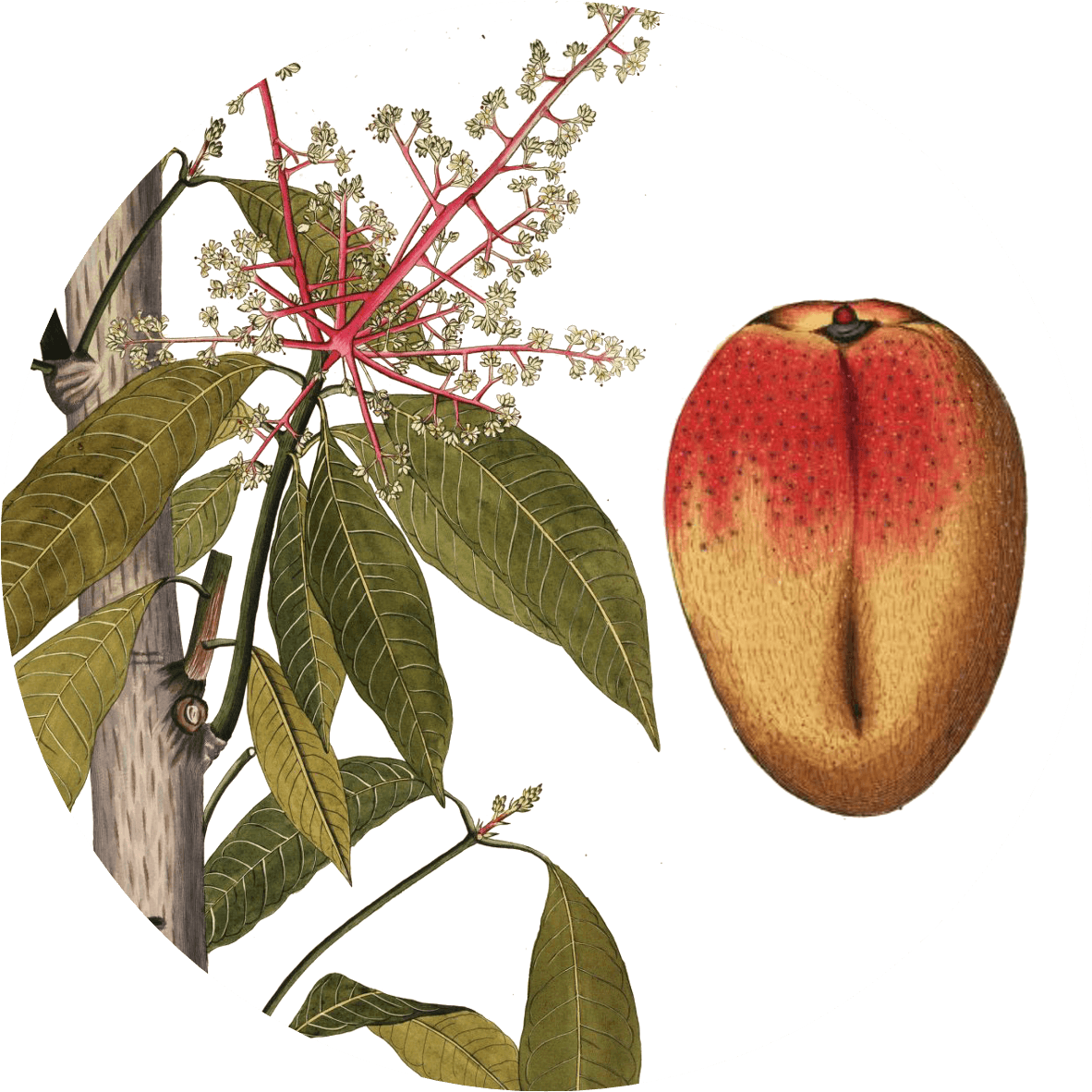 Image for amchoor