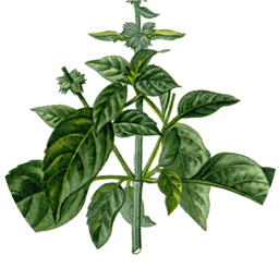 Basil