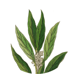 Bay leaf