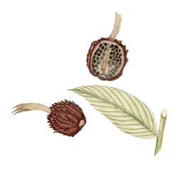 Black cardamom
