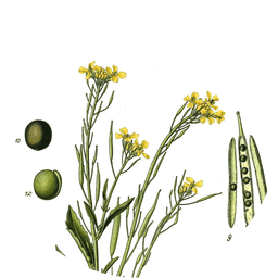 Brown mustard seeds