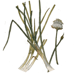 Chives