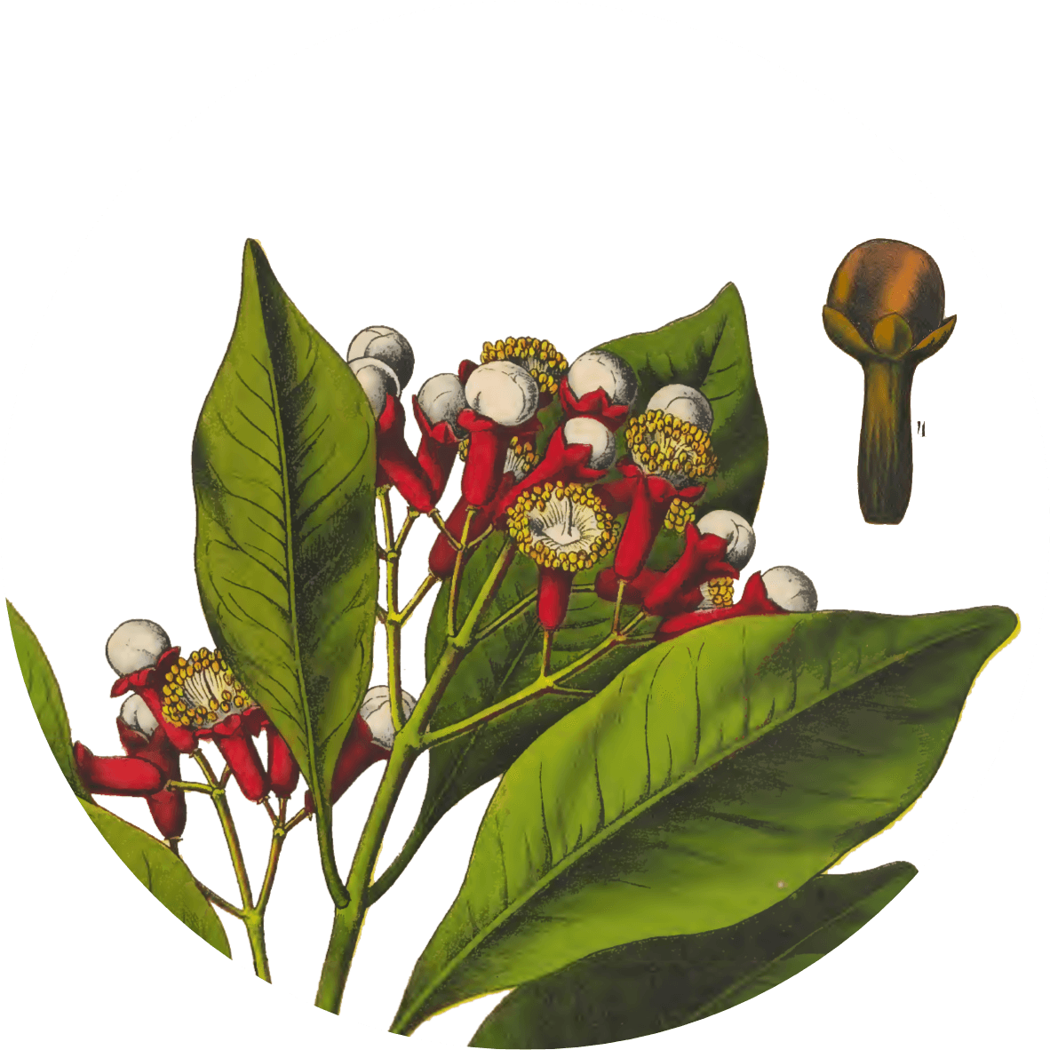 Image for cloves