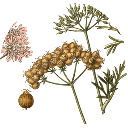 Coriander seeds