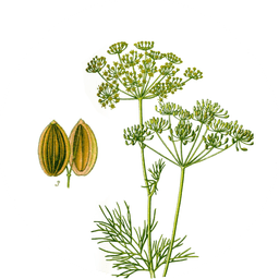 Dill seeds