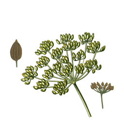 Fennel seeds