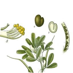 Fenugreek seeds