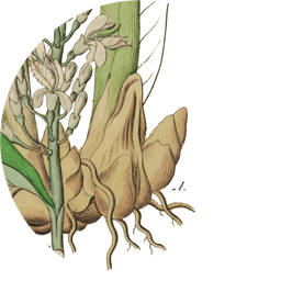 Galangal powder