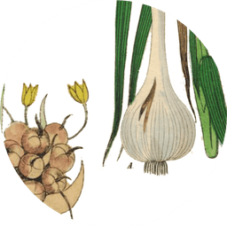 Garlic powder