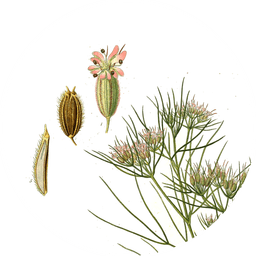 Ground cumin seeds
