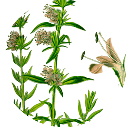 Hyssop