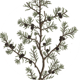 Juniper berries