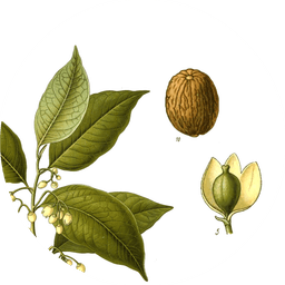 Nutmeg