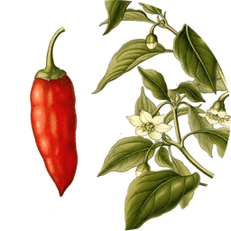 Paprika