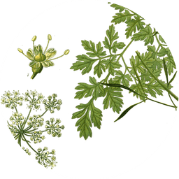 Parsley