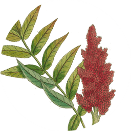 Sumac