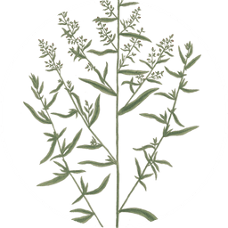 Tarragon