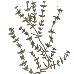 Thyme