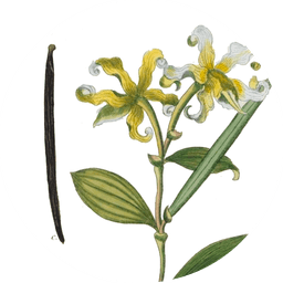 Vanilla
