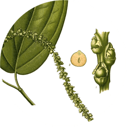 White pepper