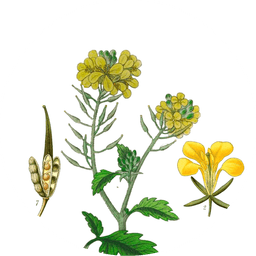 Yellow mustard seeds
